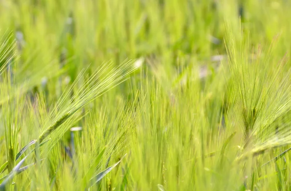 Campo en primavera —  Fotos de Stock