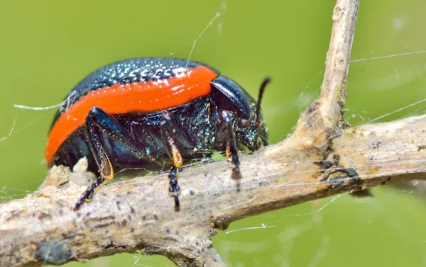 Ormandaki chrysomelidae hata — Stok fotoğraf