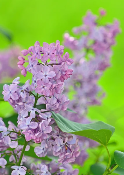 Violeta lilás roxo flores — Fotografia de Stock