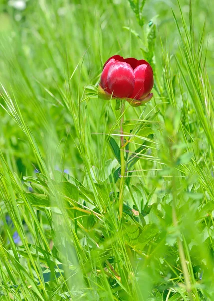 Flor de peônia vermelho selvagem no campo — Fotografia de Stock