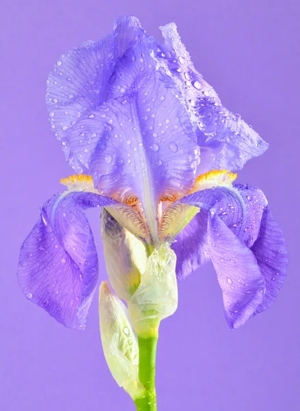 Violette Gladiolen — Stockfoto