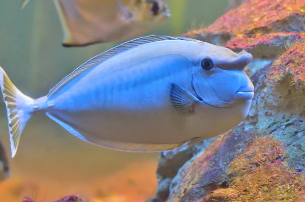 Pesce unicorno azzurro — Foto Stock