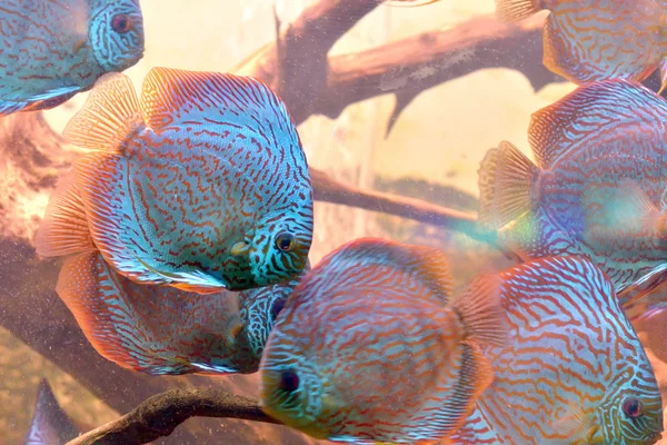 Discus fish (Symphysodon) — Stock Photo, Image