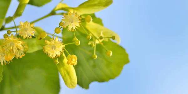 Ramo de flores de limão no jardim — Fotografia de Stock