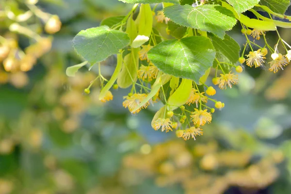 Ihlamur Çiçek bahçesinde Şubesi — Stok fotoğraf