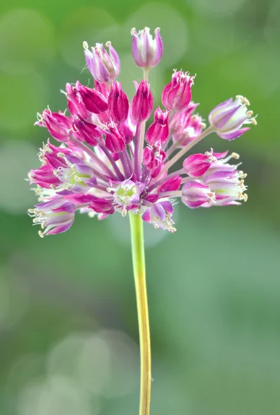 Clover blomma — Stockfoto