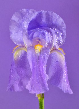 Mor iris çiçeği 