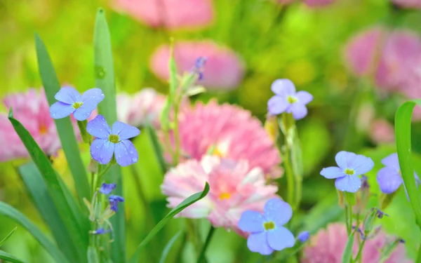 Campo de flores fundo — Fotografia de Stock