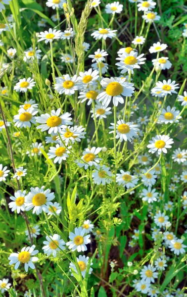 Field with chamomile — Stock Photo, Image