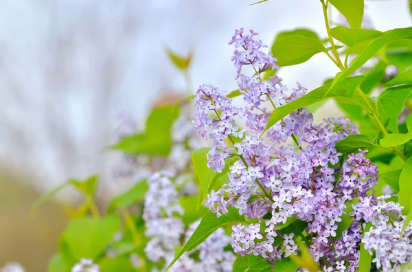 Gren med vårlila blommor — Stockfoto