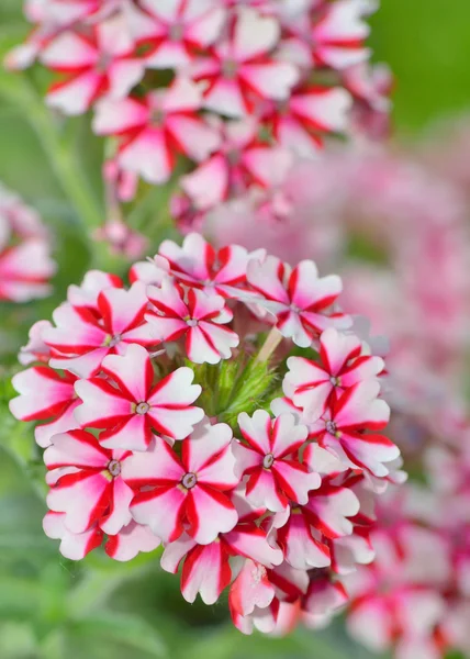 Flores de gerânio — Fotografia de Stock