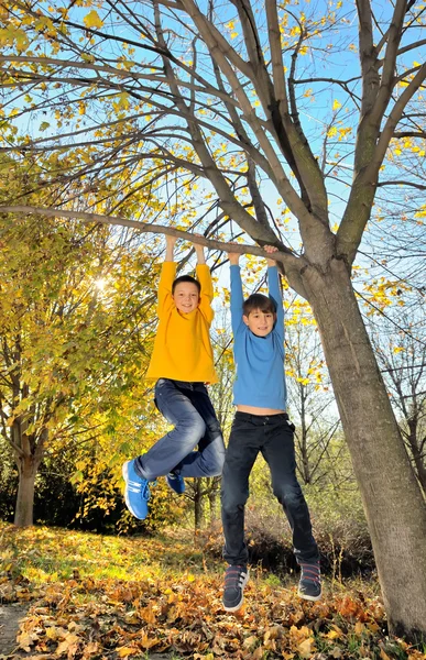 Niños colgando de la rama del árbol — Foto de Stock
