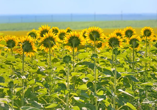 Field of Sunflower — Stock Photo, Image