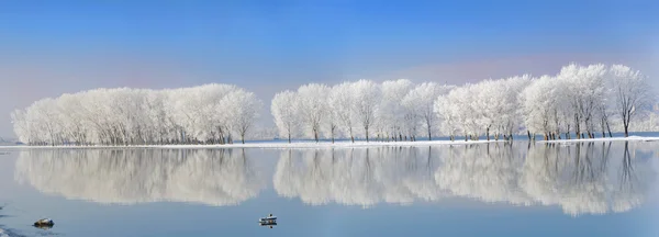 Winterbäume mit Frost bedeckt — Stockfoto