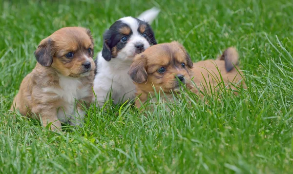 Cachorros pekineses — Foto de Stock