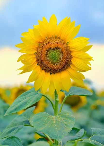 Jediné slunečnice, samostatný — Stock fotografie