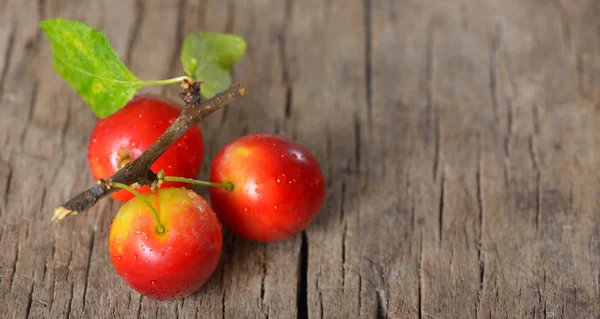 Cherry-plum — Stock Photo, Image