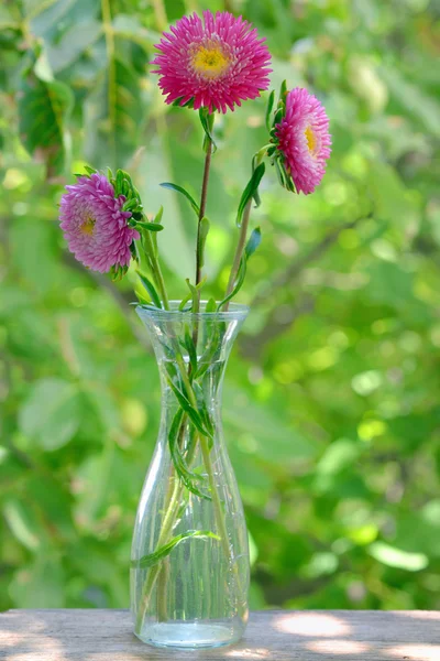 Flor de crisântemo — Fotografia de Stock