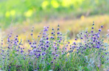 dalların çiçeklenme lavanta 