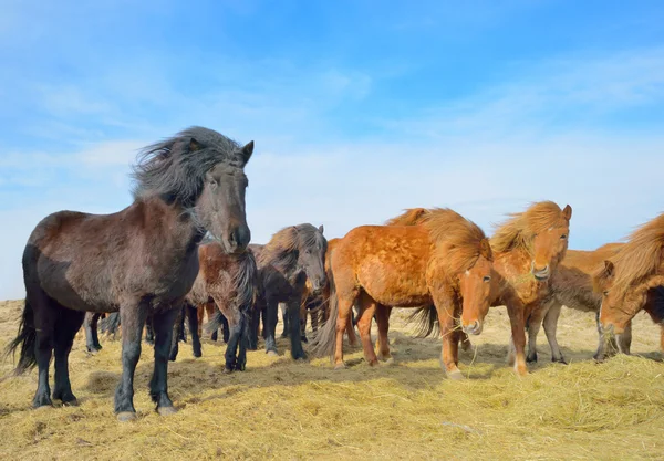 Icelandic free horses — Stock Photo, Image