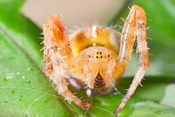 Araneus diadematus — Stock Photo, Image