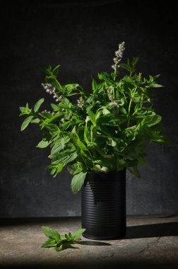 Fresh Green Mint in Black Tin Can in Studio