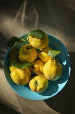 Taze hasat edilmiş Quinces Cydonia Oblonga ve gölgelerle dolu sepet.