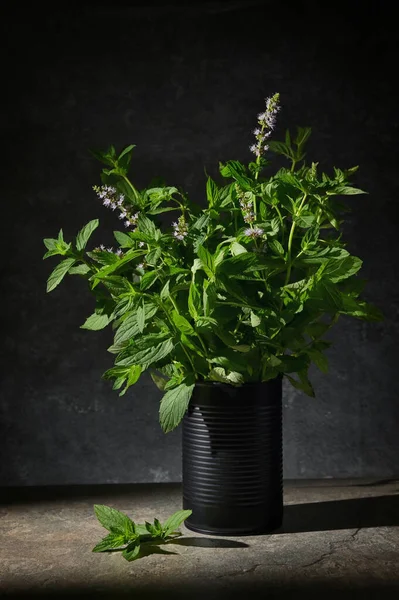 Fresh Green Mint Black Tin Can Studio — стоковое фото