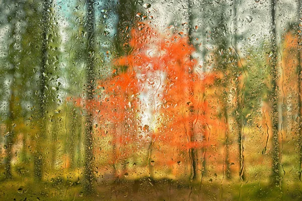 Abstract Golden Autumn Tree Window October Forest — Stock Photo, Image