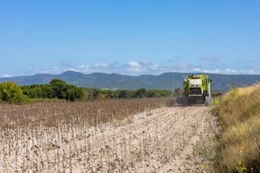 Ayçiçeği tarlası hasat makinesi. Ayçiçeği yağı üretimi için ayçekirdeği çıkarılıyor