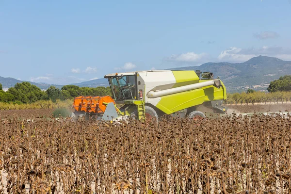 Harvesting machine harvesting sunflower field. Extracting sunflower seeds for sunflower oil production