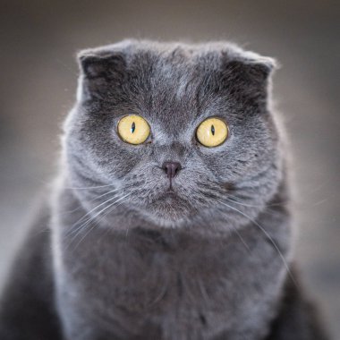 Sarı gözlü ve tüylü çok güzel gri bir kedi. Sakin evcil hayvan dosdoğru karşıya bakıyor.