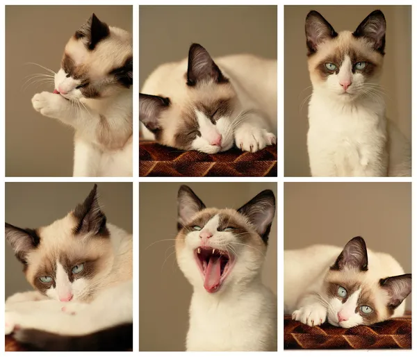 Collage gatto — Foto Stock