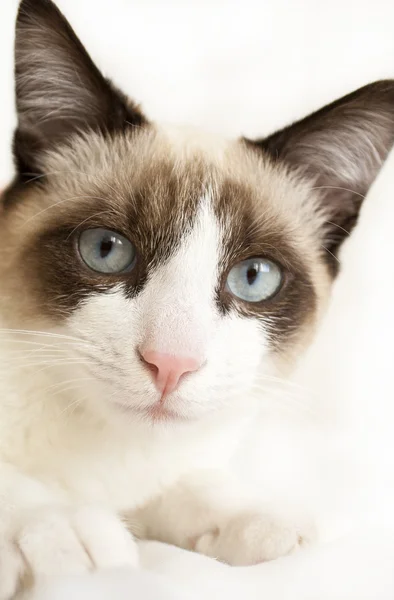 Bandido el gato — Foto de Stock