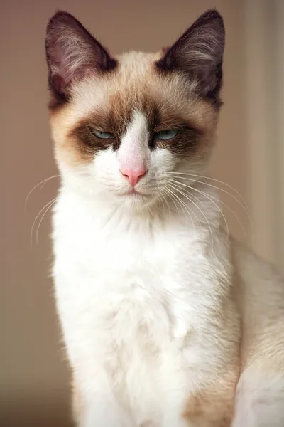 Gato rabugento — Fotografia de Stock