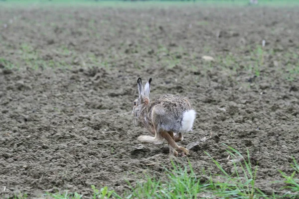 Brun Europeisk Hare Lepus Europaeus Som Rømmer Landsbygda Gjennom Dyrkede – stockfoto
