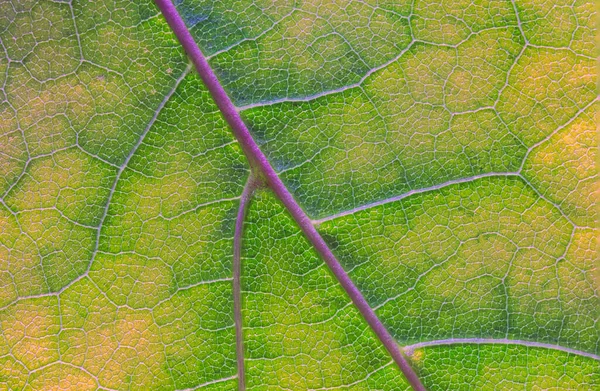 Abstracte textuur van een groen blad, close-up afbeelding van bladtexturen — Stockfoto