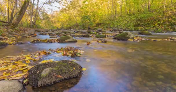 Höstlandskap, färgglada blad på träd. Höstsäsong. Färgglada blad. Skogsfloden. Fall morgon floden. Höstens natur. — Stockvideo