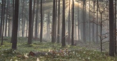 Orman ağaçlarından doğan güneş ışınlarının zamanı, güven ve umut, cennet.