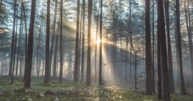 Orman ağaçlarından doğan güneş ışınlarının zamanı, güven ve umut, cennet.