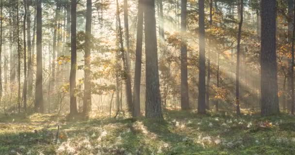 Timelapse de raios de sol emergindo através das árvores da floresta, confiança e esperança, céu — Vídeo de Stock
