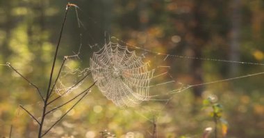 Güzel Örümcek Ağı Rüzgarda Sallanıyor. Vahşi doğa. Örümcek, böcekleri yakalamak için ağ ördü. Spikelet. Sabah erkenden. Güzel desen. Vahşi yaşam. Örümcek. Web İplikleri. Doğal Harikalar