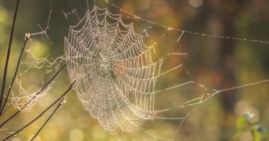 Güzel Örümcek Ağı Rüzgarda Sallanıyor. Vahşi doğa. Örümcek, böcekleri yakalamak için ağ ördü. Spikelet. Sabah erkenden. Güzel desen. Vahşi yaşam. Örümcek. Web İplikleri. Doğal Harikalar