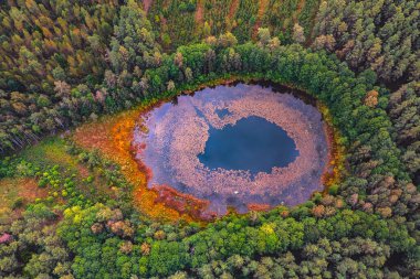 Sonbahar, Litvanya 'daki bataklık gölünün havadan panoramik görüntüsü