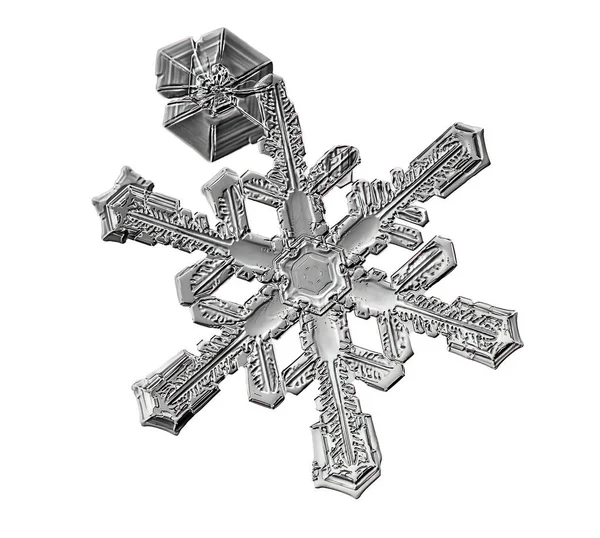 Czarny płatek śniegu izolowany na białym tle. Ilustracja na podstawie makro zdjęcia prawdziwego kryształu śniegu: elegancka płyta gwiezdna z krótkimi, szerokimi ramionami, błyszczącą powierzchnią reliefu i złożonymi detalami wewnętrznymi. — Zdjęcie stockowe