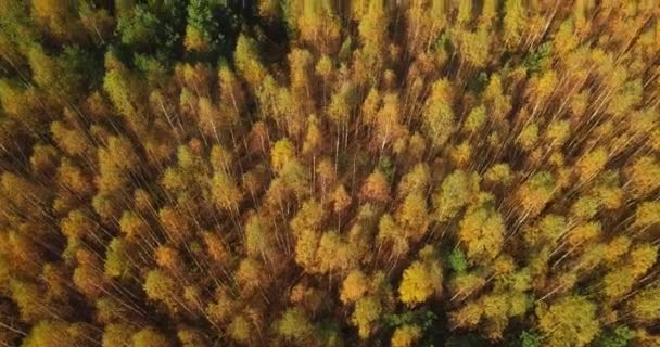 Żółta jesień widok w parkach, lot nad lasami z żółtymi drzewami w słoneczny dzień — Wideo stockowe