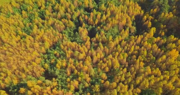 Жовтий осінній вид в парках, політ над лісами з жовтими деревами в сонячний день — стокове відео