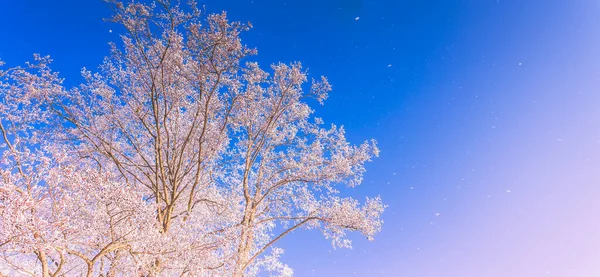 Ramos de árvores congeladas em um fundo azul céu, ambiente extremamente frio. Vista de inverno, geada, fria, paisagem gelada — Fotografia de Stock