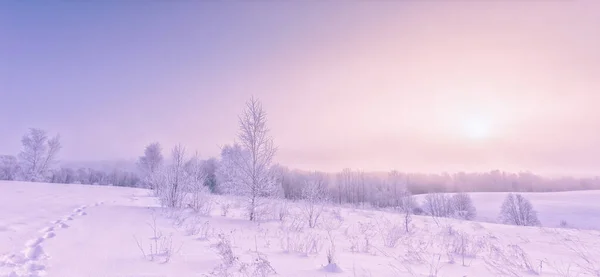 Zamrożone gałęzie drzew w fioletowym tle porannego nieba, ekstremalnie zimne środowisko. Zimowy widok, mroźny, zimny, lodowaty krajobraz — Zdjęcie stockowe