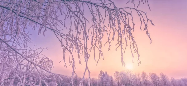 Замороженные ветки деревьев на фиолетовом фоне утреннего неба, чрезвычайно холодная среда. Winter view, frosty, cold, Ice landscape — стоковое фото